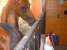 IvyMetHorse.JPG
